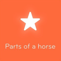 Parts of a horse 94