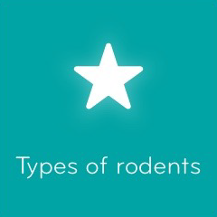 Types of rodents 94