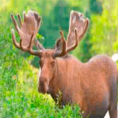 94 moose image