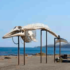 94 whale skeleton picture