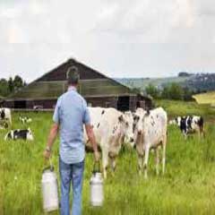 94 Respuestas imagen vacas granja - nivel 261