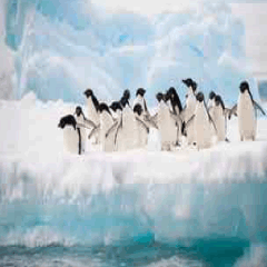 94 Respuestas imagen pingüinos